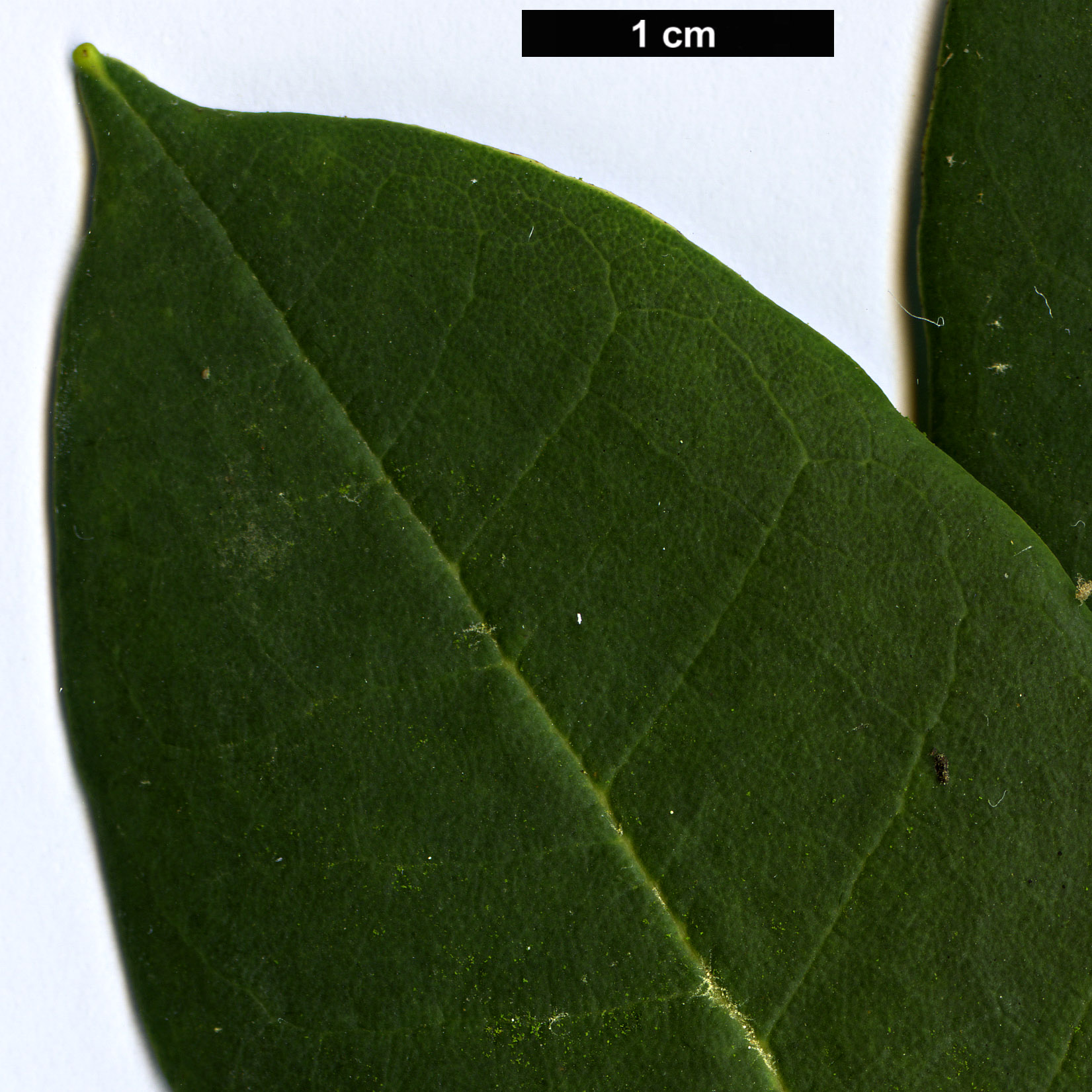 High resolution image: Family: Ericaceae - Genus: Rhododendron - Taxon: pennivenium - SpeciesSub: 'Eckford'